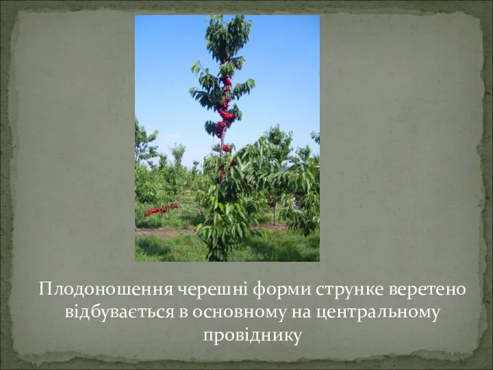 Плодоношення черешні форми струнке веретено відбувається в основному на центральному провіднику