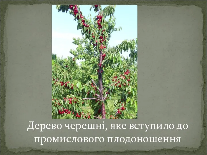 Дерево черешні, яке вступило до промислового плодоношення