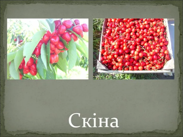 Скіна