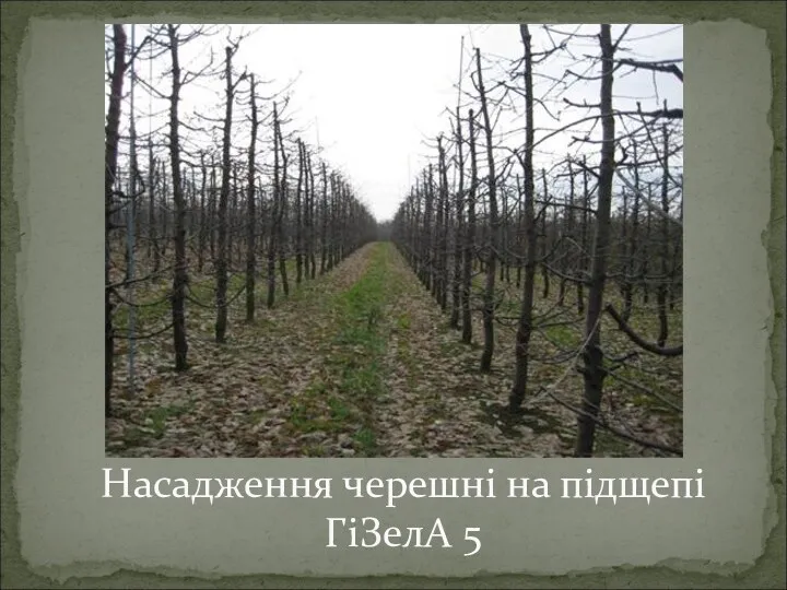 Насадження черешні на підщепі ГіЗелА 5