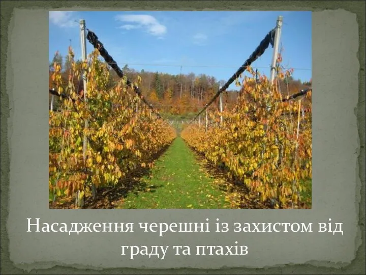 Насадження черешні із захистом від граду та птахів