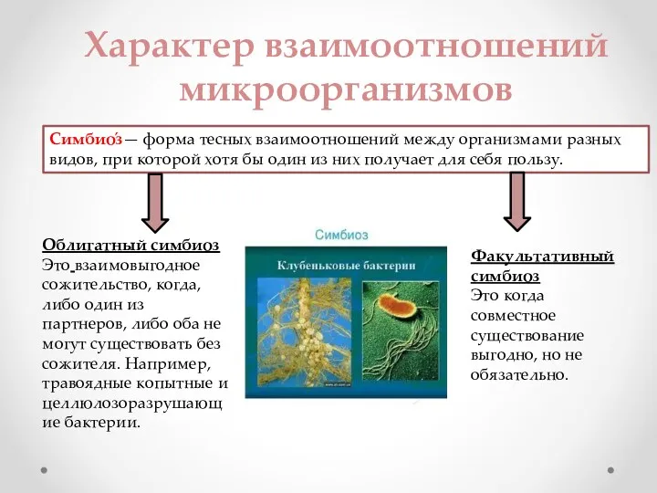 Характер взаимоотношений микроорганизмов Симбио́з— форма тесных взаимоотношений между организмами разных