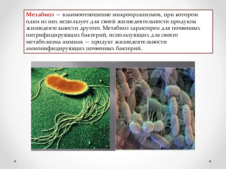 Метабиоз — взаимоотношение микроор­ганизмов, при котором один из них использует