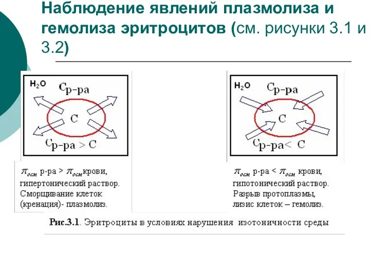 Наблюдение явлений плазмолиза и гемолиза эритроцитов (см. рисунки 3.1 и 3.2)