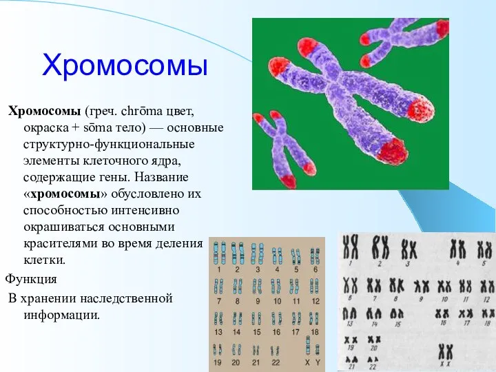 Хромосомы Хромосомы (греч. chrōma цвет, окраска + sōma тело) —