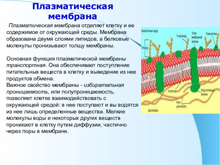 Плазматическая мембрана Плазматическая мембрана отделяет клетку и ее содержимое от
