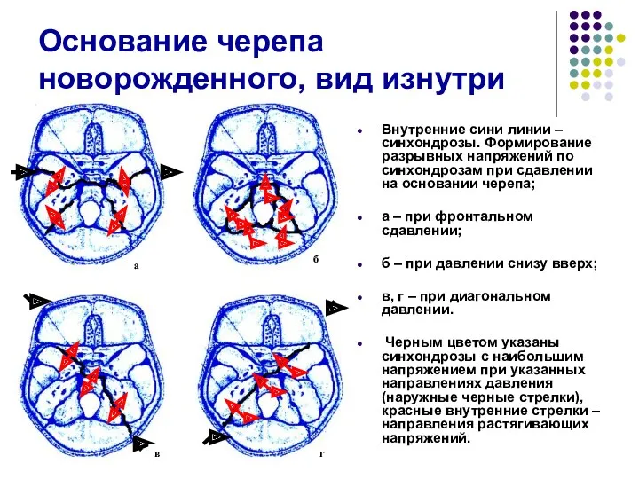 Основание черепа новорожденного, вид изнутри Внутренние сини линии – синхондрозы.