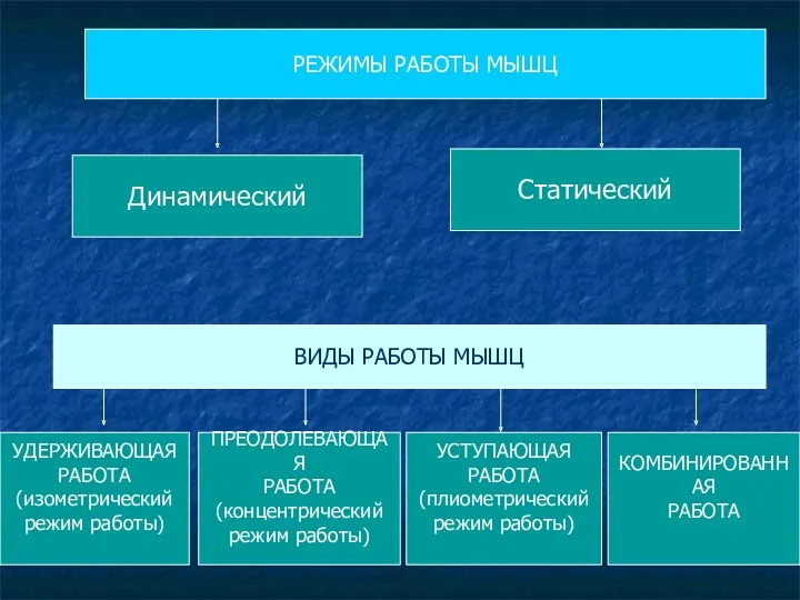 РЕЖИМЫ РАБОТЫ МЫШЦ Динамический Статический ВИДЫ РАБОТЫ МЫШЦ УДЕРЖИВАЮЩАЯ РАБОТА