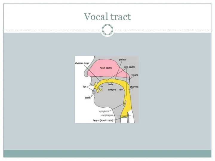 Vocal tract