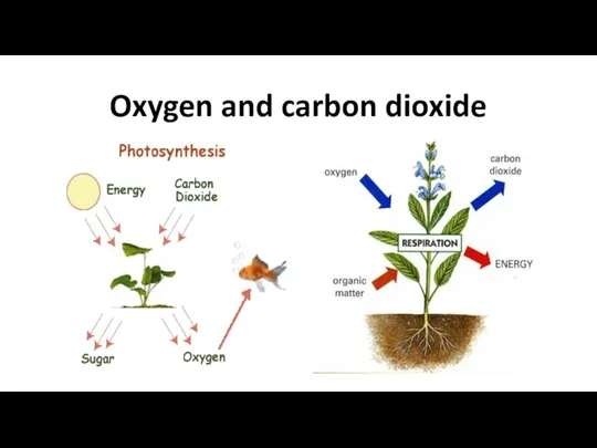Oxygen and carbon dioxide