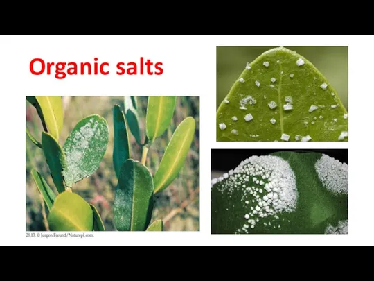 Organic salts