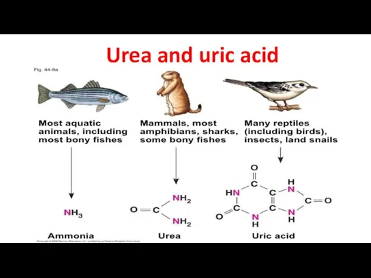 Urea and uric acid