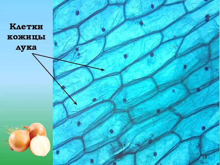 Клетки кожицы лука