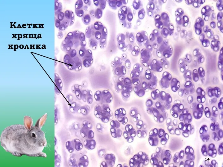 Клетки хряща кролика
