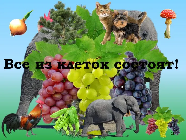 из клеток состоят! Все