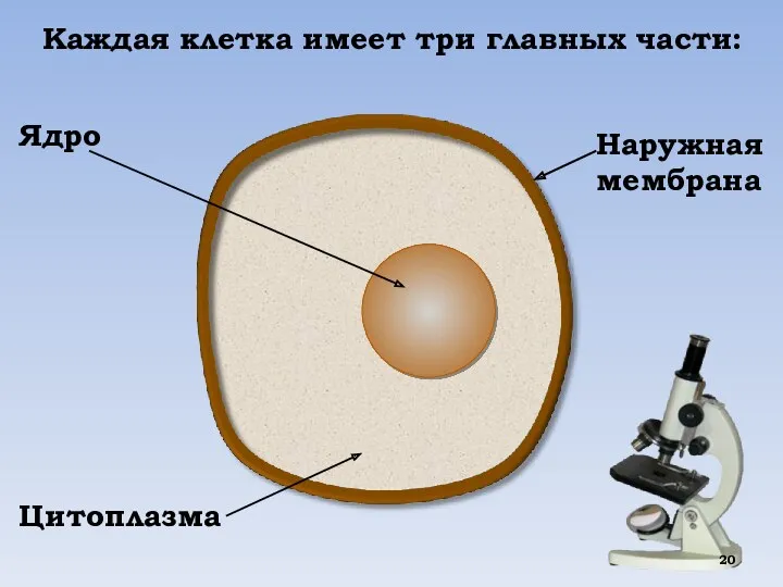 Наружная мембрана Ядро Цитоплазма Каждая клетка имеет три главных части: