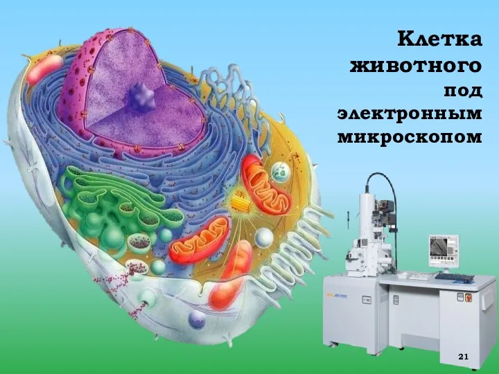 Клетка животного под электронным микроскопом