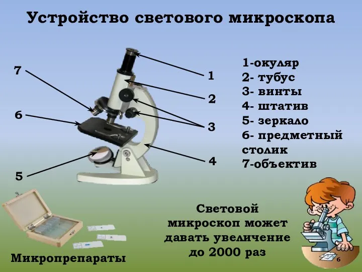 1 2 3 4 6 5 Устройство светового микроскопа 7