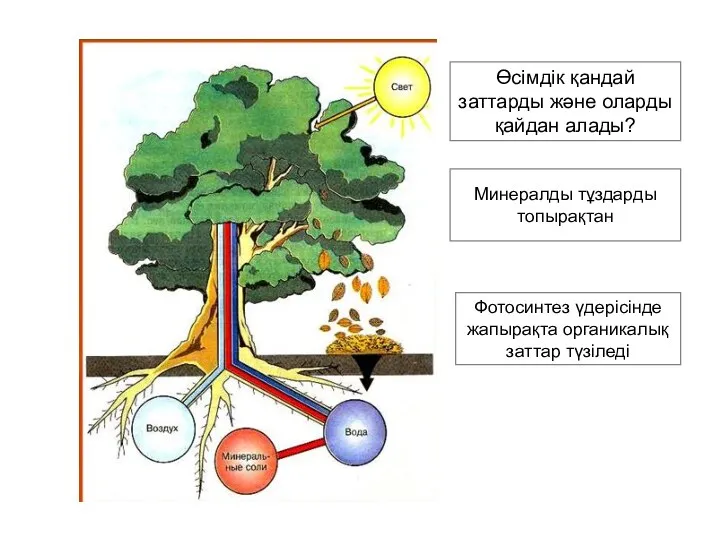 Өсімдік қандай заттарды және оларды қайдан алады? Минералды тұздарды топырақтан Фотосинтез үдерісінде жапырақта органикалық заттар түзіледі