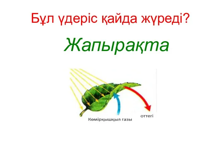 Бұл үдеріс қайда жүреді? Жапырақта