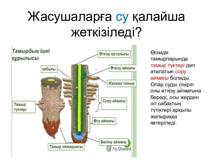 Жасушаларға су қалайша жеткізіледі? Өсімдік тамырларында тамыр түктері деп аталатын