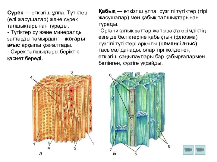 Сүрек — өткізгіш ұлпа. Түтіктер (өлі жасушалар) және сүрек талшықтарынан