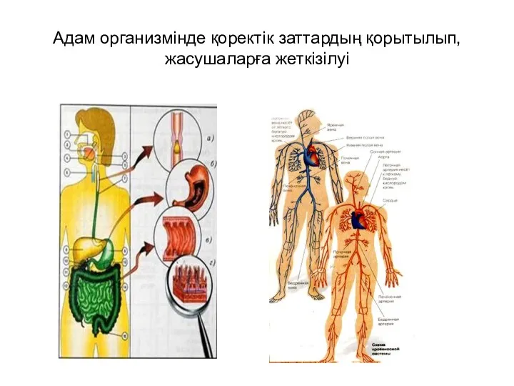 Адам организмінде қоректік заттардың қорытылып, жасушаларға жеткізілуі