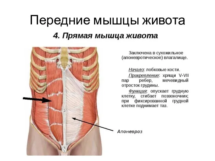 Передние мышцы живота