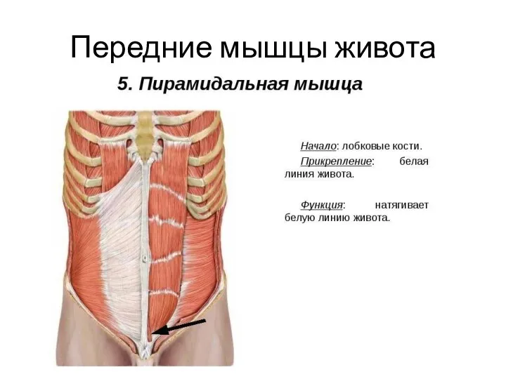 Передние мышцы живота