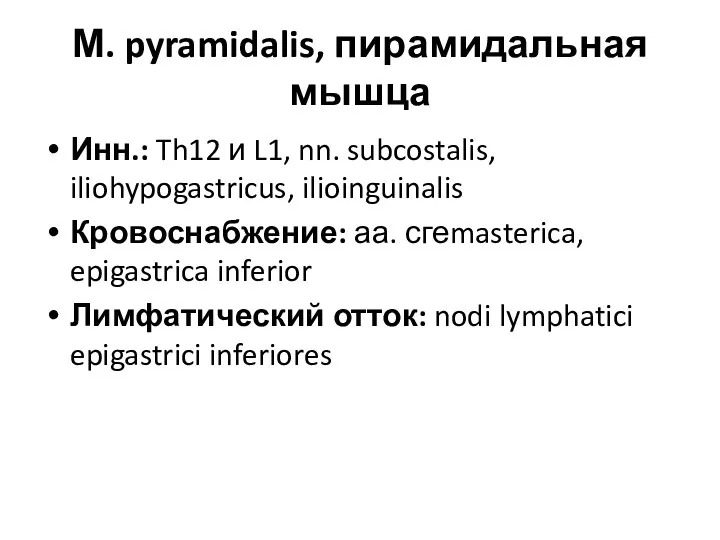 М. pyramidalis, пирамидальная мышца Инн.: Th12 и L1, nn. subcostalis,