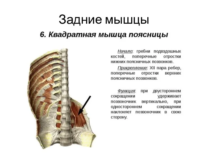 Задние мышцы