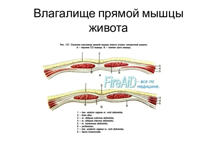 Влагалище прямой мышцы живота