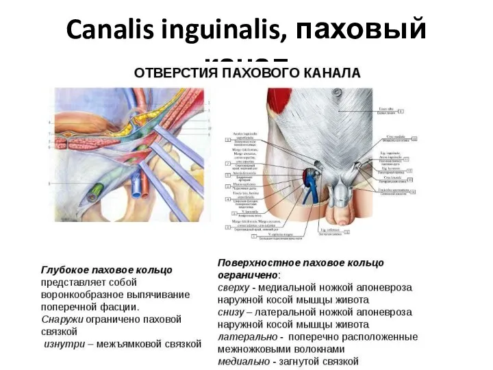 Canalis inguinalis, паховый канал