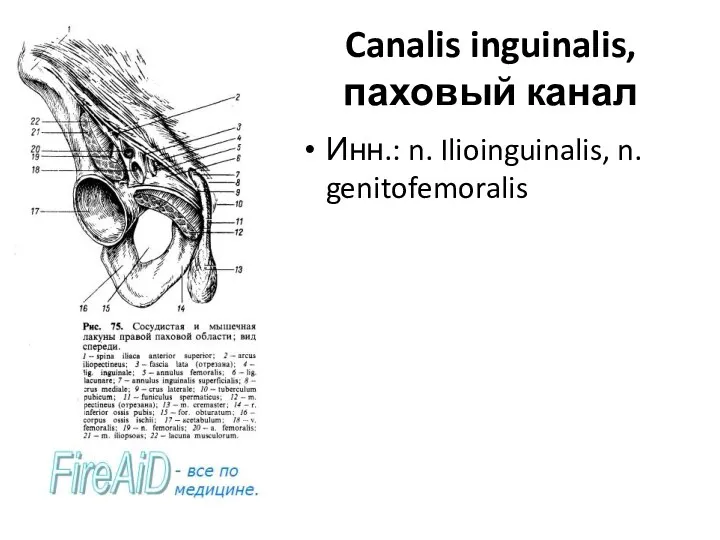 Canalis inguinalis, паховый канал Инн.: n. Ilioinguinalis, n. genitofemoralis
