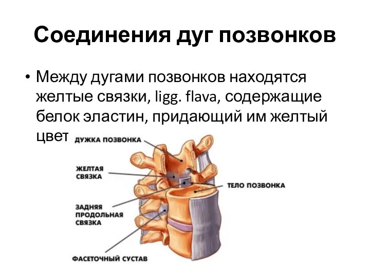 Соединения дуг позвонков Между дугами позвонков находятся желтые связки, ligg.