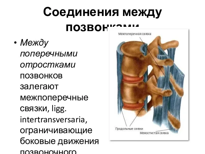 Соединения между позвонками Между поперечными отростками позвонков залегают межпоперечные связки,