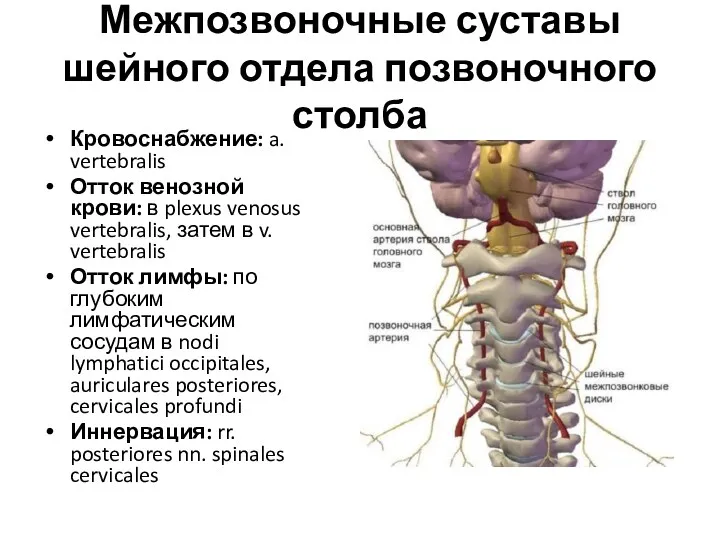 Межпозвоночные суставы шейного отдела позвоночного столба Кровоснабжение: a. vertebralis Отток