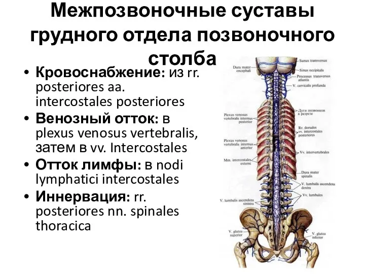 Межпозвоночные суставы грудного отдела позвоночного столба Кровоснабжение: из rr. posteriores