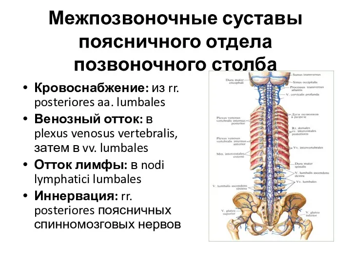 Межпозвоночные суставы поясничного отдела позвоночного столба Кровоснабжение: из rr. posteriores