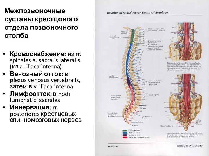 Межпозвоночные суставы крестцового отдела позвоночного столба Кровоснабжение: из rr. spinales