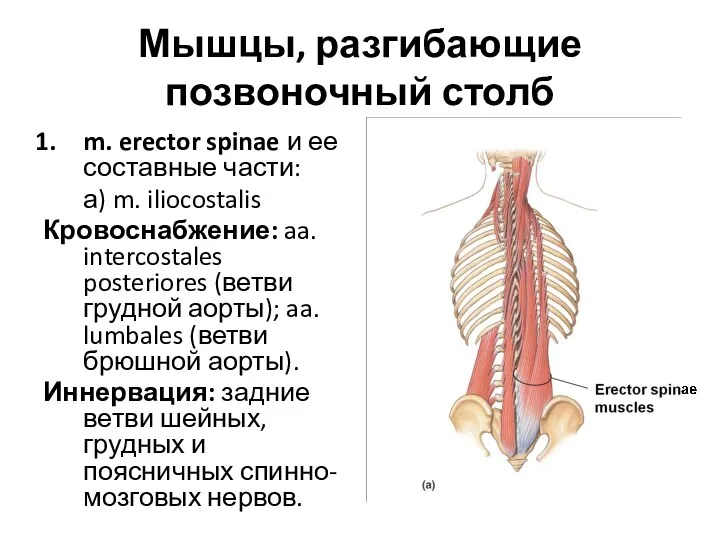 Мышцы, разгибающие позвоночный столб m. erector spinae и ее составные