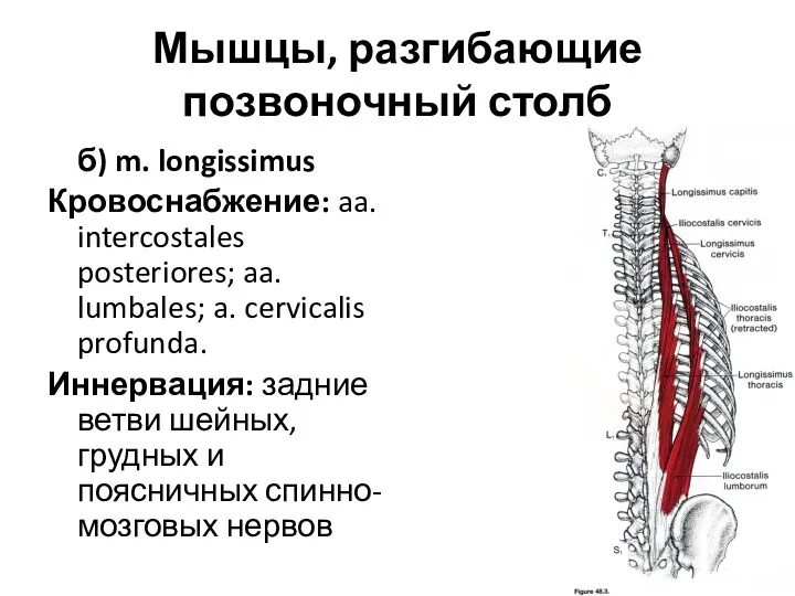 Мышцы, разгибающие позвоночный столб б) m. longissimus Кровоснабжение: aa. intercostales