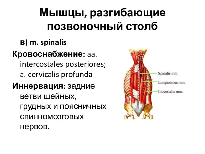 Мышцы, разгибающие позвоночный столб в) m. spinalis Кровоснабжение: aa. intercostales