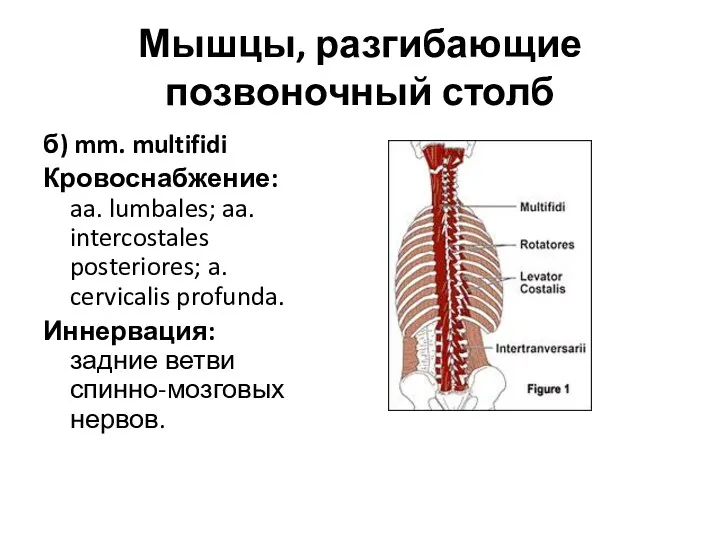 Мышцы, разгибающие позвоночный столб б) mm. multifidi Кровоснабжение: aa. lumbales;