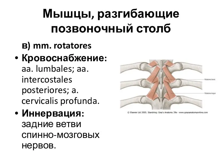 Мышцы, разгибающие позвоночный столб в) mm. rotatores Кровоснабжение: aa. lumbales;