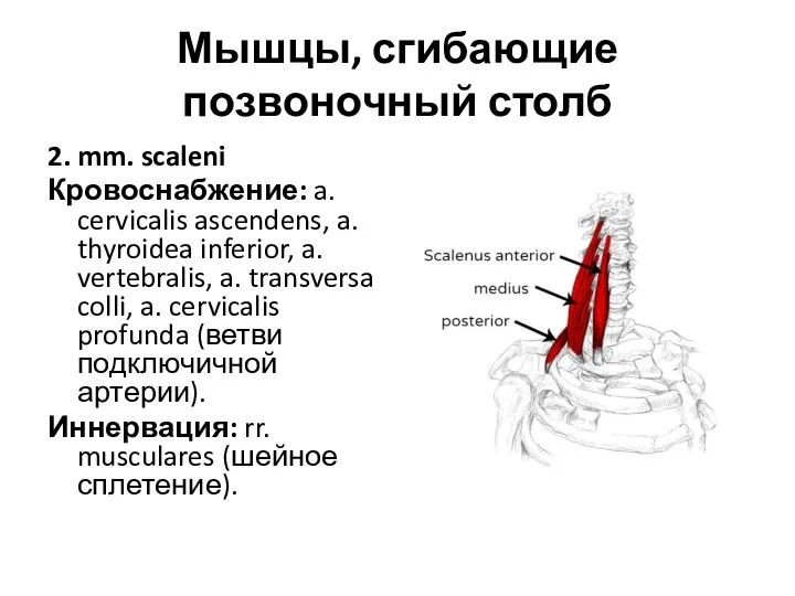 Мышцы, сгибающие позвоночный столб 2. mm. scaleni Кровоснабжение: a. cervicalis