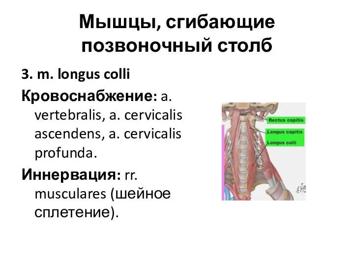 Мышцы, сгибающие позвоночный столб 3. m. longus colli Кровоснабжение: a.