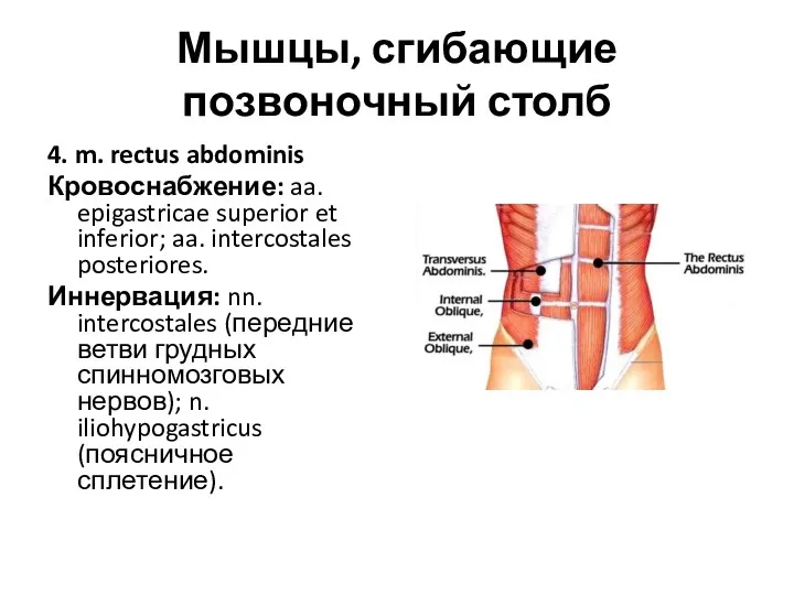 Мышцы, сгибающие позвоночный столб 4. m. rectus abdominis Кровоснабжение: aa.