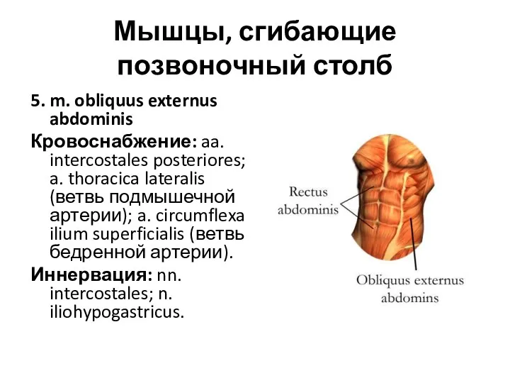Мышцы, сгибающие позвоночный столб 5. m. obliquus externus abdominis Кровоснабжение:
