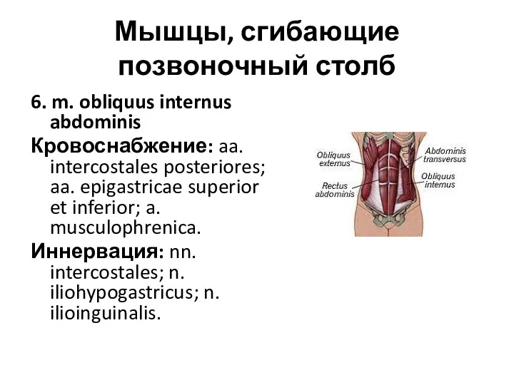 Мышцы, сгибающие позвоночный столб 6. m. obliquus internus abdominis Кровоснабжение: